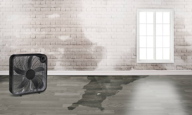 Best Water damage contractors near me  in Farmington, MN